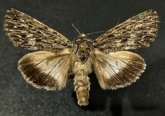Sympistis poliochroa