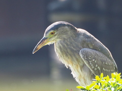 Nycticorax nycticorax
