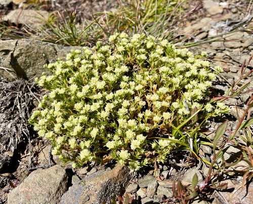 Scleranthus diander observed 2026-01-02