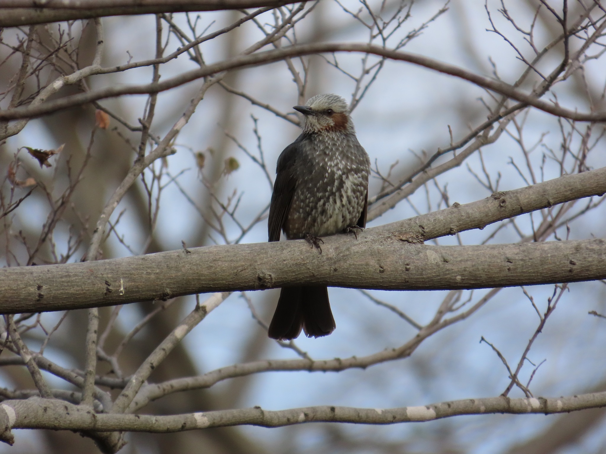 Brown-eared Bulbul (Hypsipetes amaurotis), photo 9