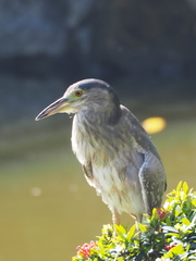 Nycticorax nycticorax