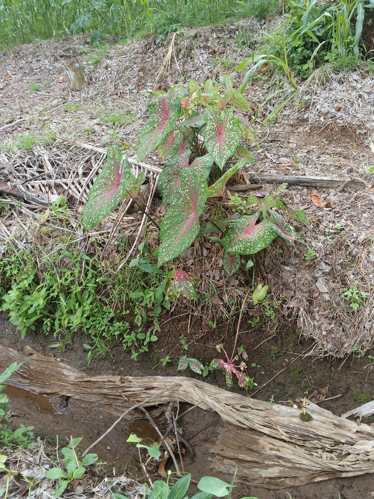 Keladi (Caladium bicolor)
