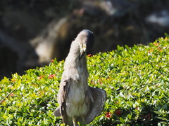 Nycticorax nycticorax