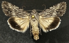 Sympistis poliochroa