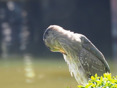 Nycticorax nycticorax
