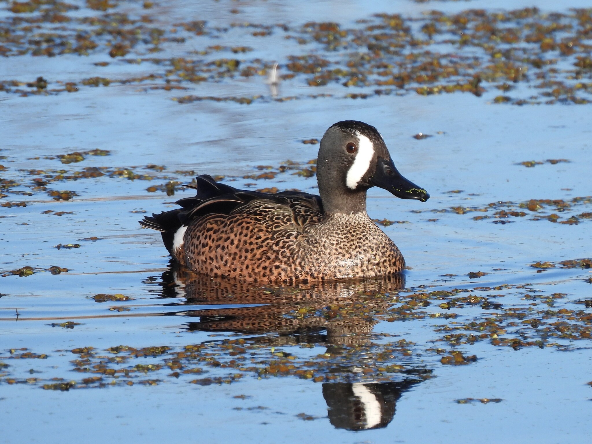 Blue-winged Teal (Spatula discors), photo 1