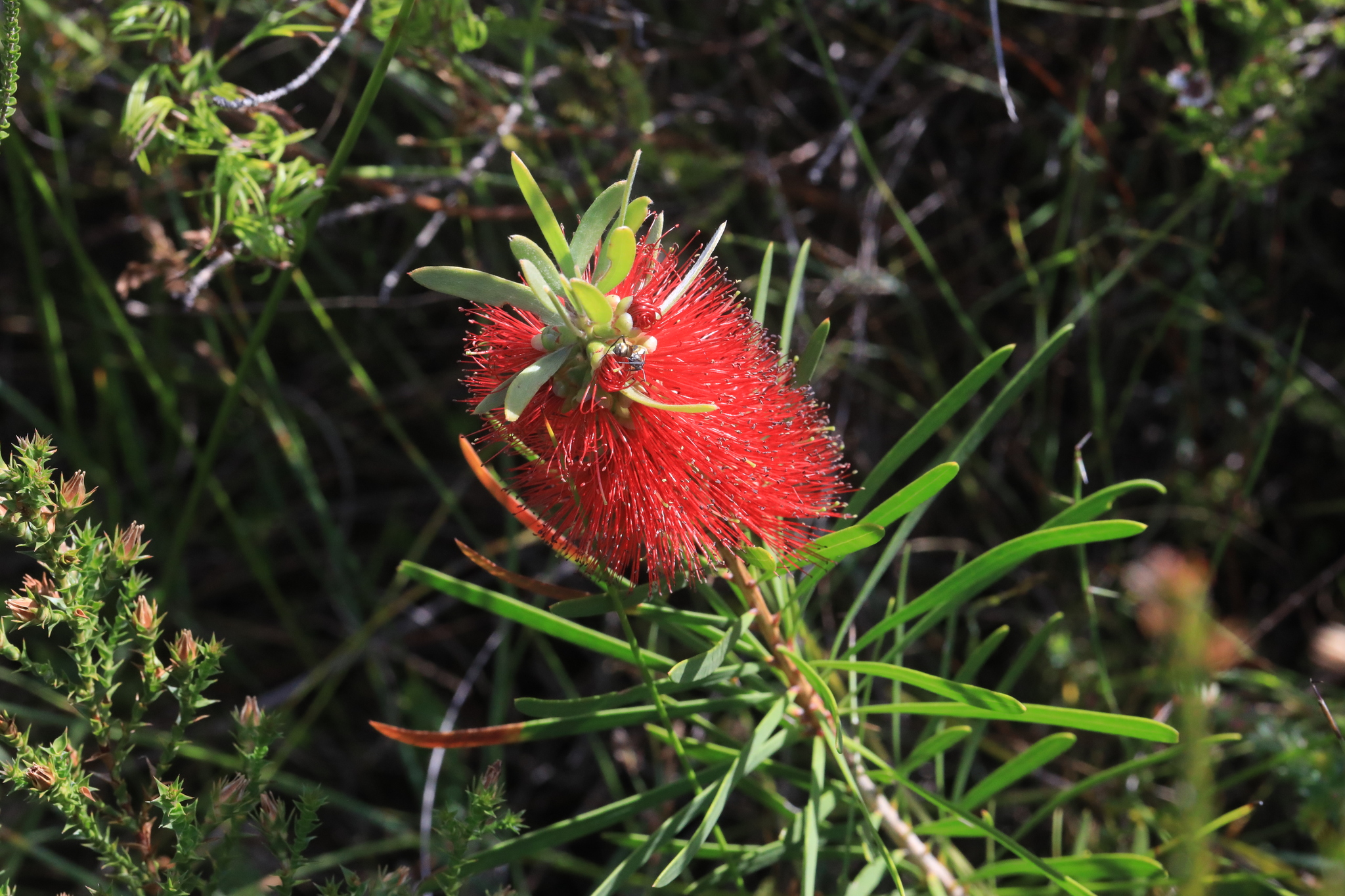 Wallum bottlebrush