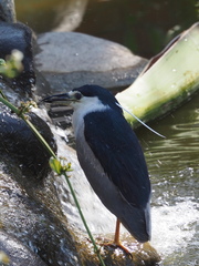 Nycticorax nycticorax