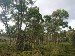 Eucalyptus amygdalina