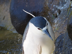 Nycticorax nycticorax