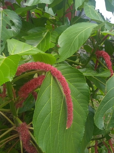 Acalypha hispida