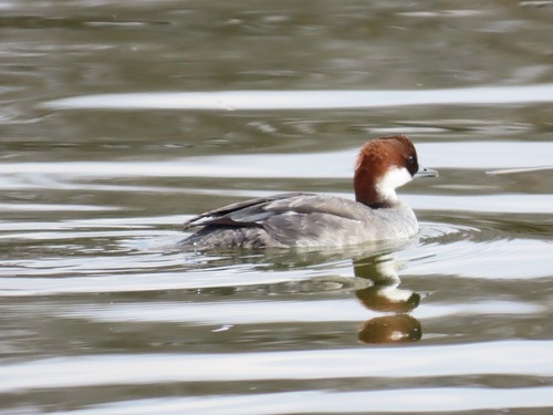 Smew
