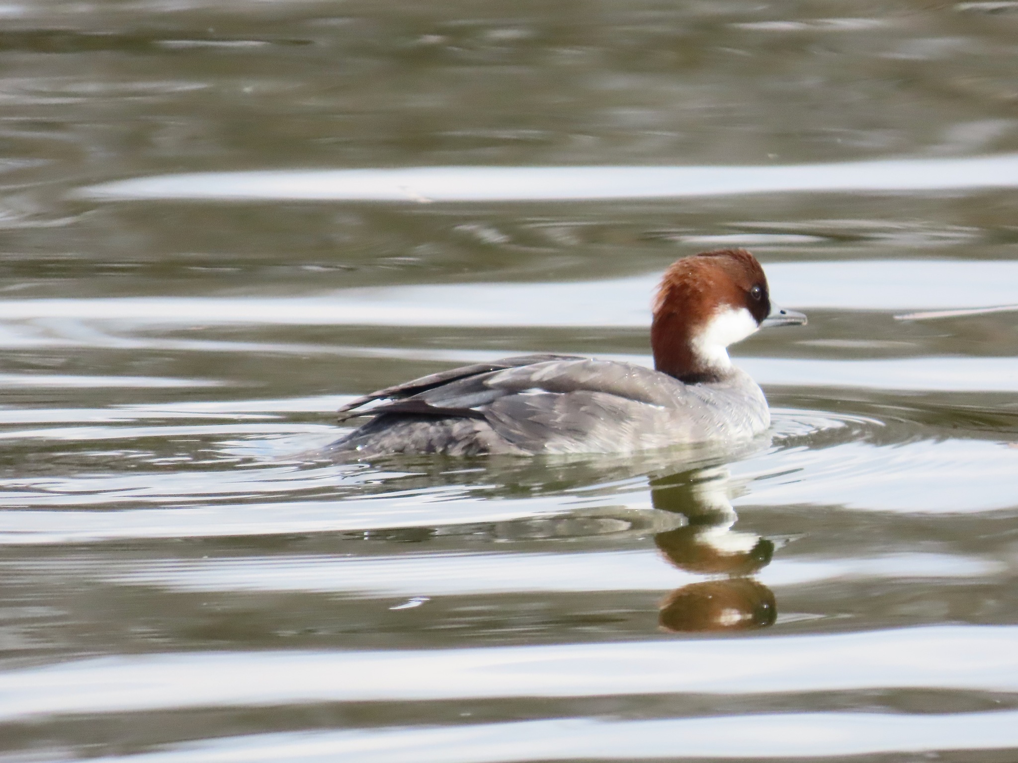 Smew (Mergellus albellus), photo 1