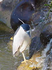 Nycticorax nycticorax