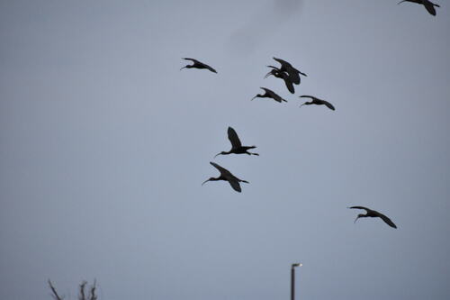 iNaturalist observation photo of White-faced Ibis