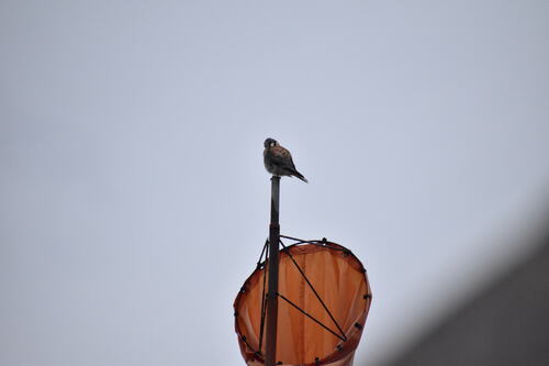 iNaturalist observation photo of American Kestrel