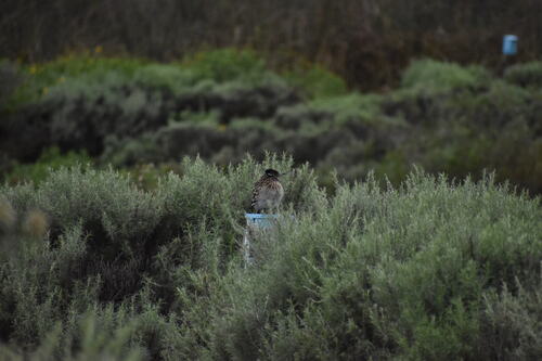 iNaturalist observation photo of Greater Roadrunner
