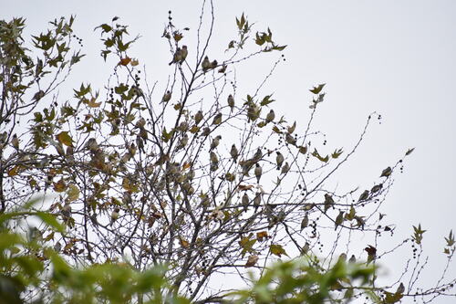 iNaturalist observation photo of Cedar Waxwing