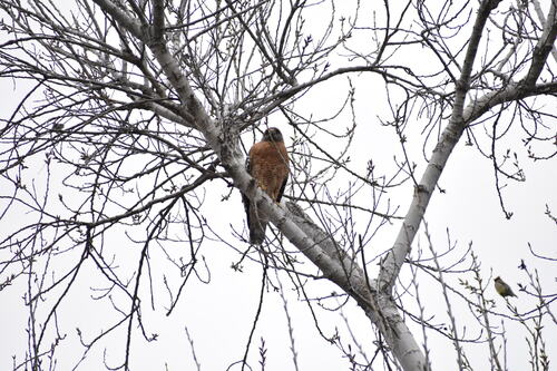 iNaturalist observation photo of Red-shouldered Hawk