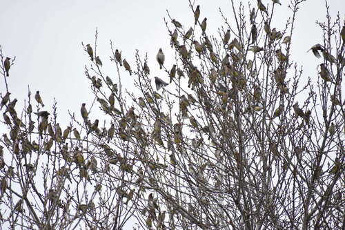 iNaturalist observation photo of Cedar Waxwing