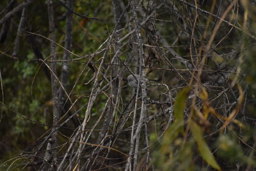 iNaturalist observation photo of Blue-gray Gnatcatcher