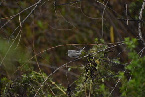 iNaturalist observation photo of Bushtit