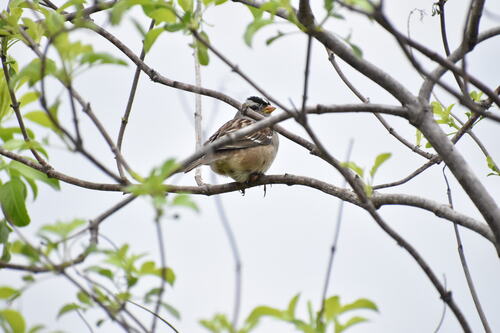 iNaturalist observation photo of White-crowned Sparrow
