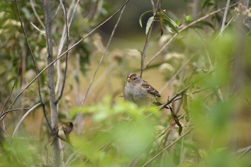 iNaturalist observation photo of White-crowned Sparrow