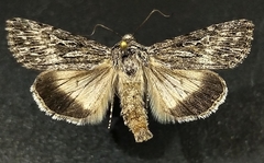 Sympistis poliochroa