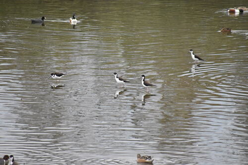 iNaturalist observation photo of Black-necked Stilt