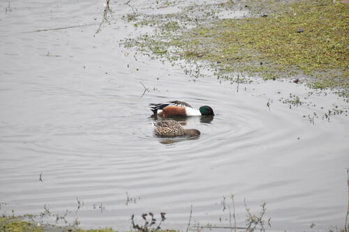 iNaturalist observation photo of Northern Shoveler
