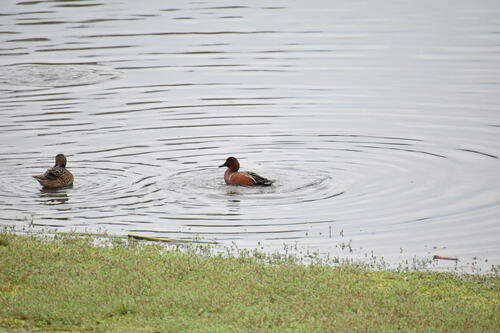 iNaturalist observation photo of Cinnamon Teal