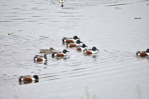 iNaturalist observation photo of Northern Shoveler