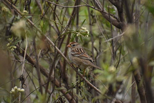 iNaturalist observation photo of White-crowned Sparrow