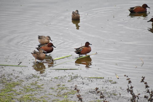 iNaturalist observation photo of Cinnamon Teal