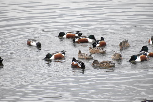 iNaturalist observation photo of Northern Shoveler