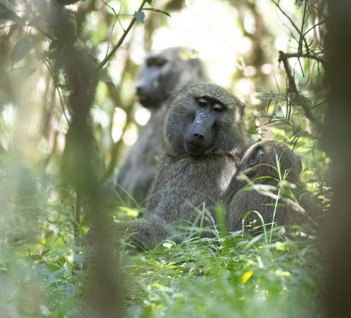 Olive Baboon