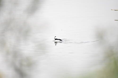 iNaturalist observation photo of Bufflehead
