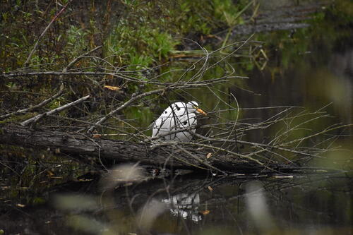 iNaturalist observation photo of Great Egret