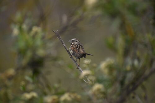 iNaturalist observation photo of Song Sparrow