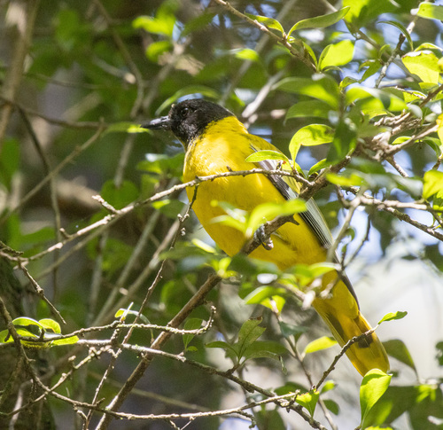Ethiopian Black-headed Oriole