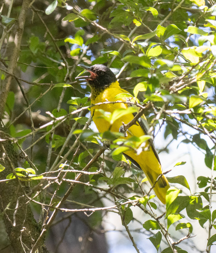 Ethiopian Oriole (Oriolus monacha), photo 6