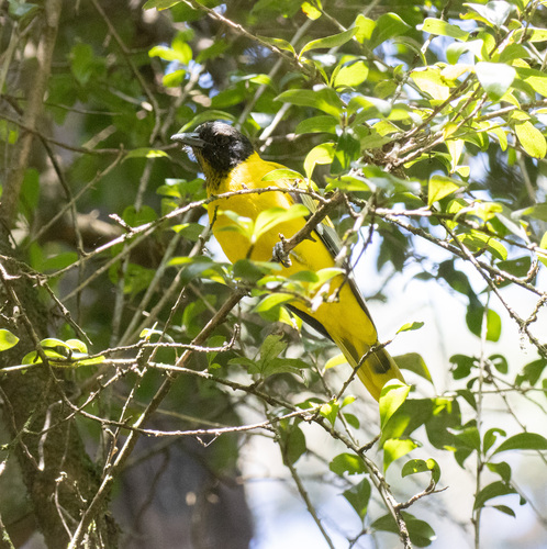 Ethiopian Oriole (Oriolus monacha), photo 2
