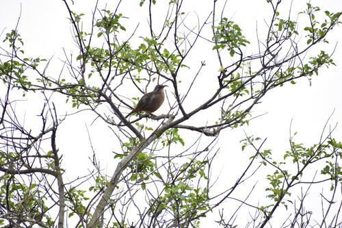 iNaturalist observation photo of California Thrasher