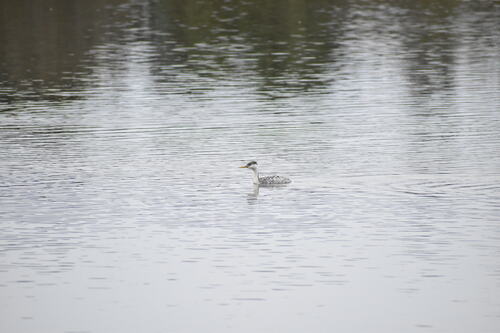 iNaturalist observation photo of Western and Clark's Grebes