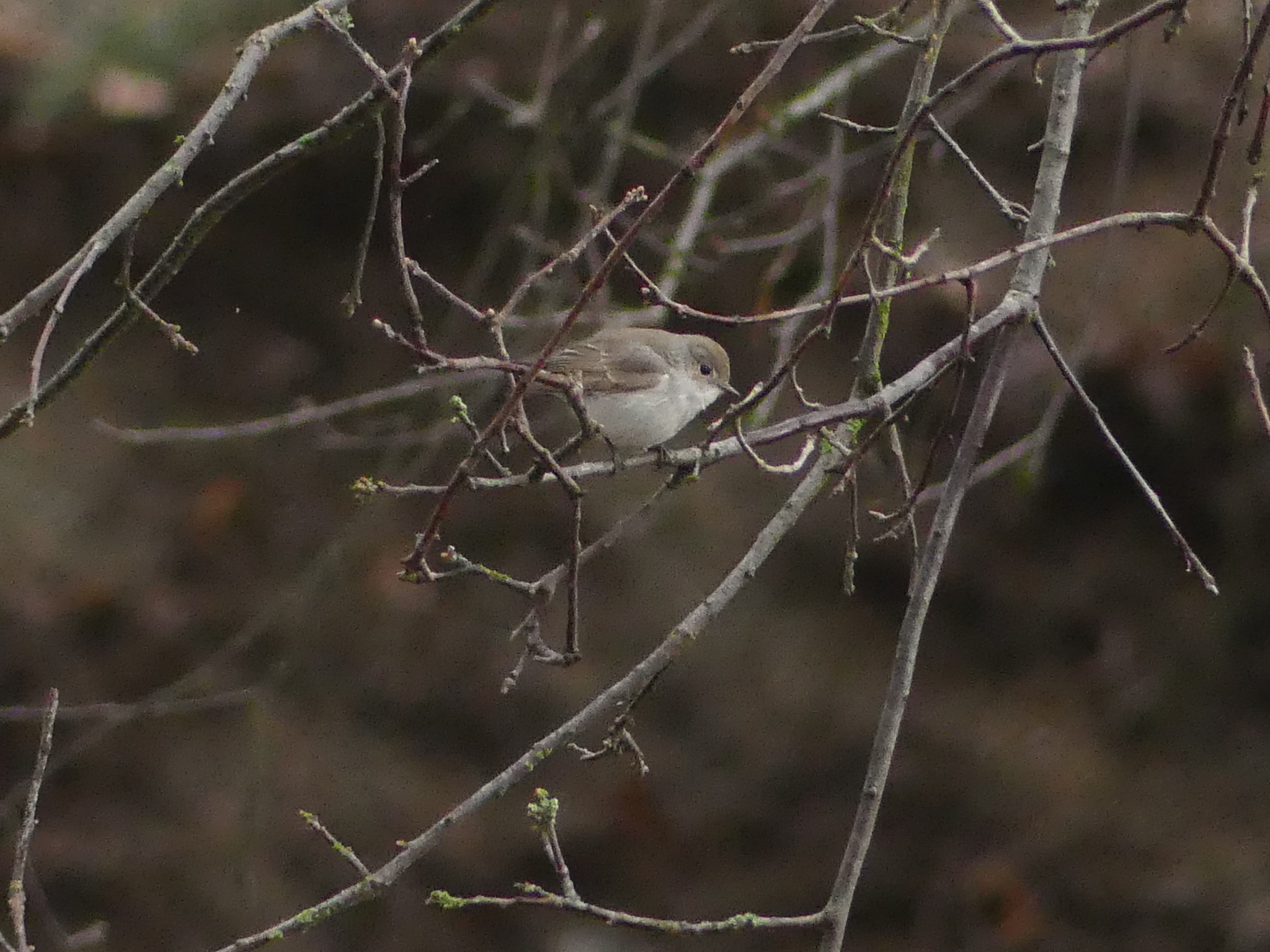 Taiga Flycatcher (Ficedula albicilla), photo 4