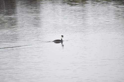 iNaturalist observation photo of Western Grebe