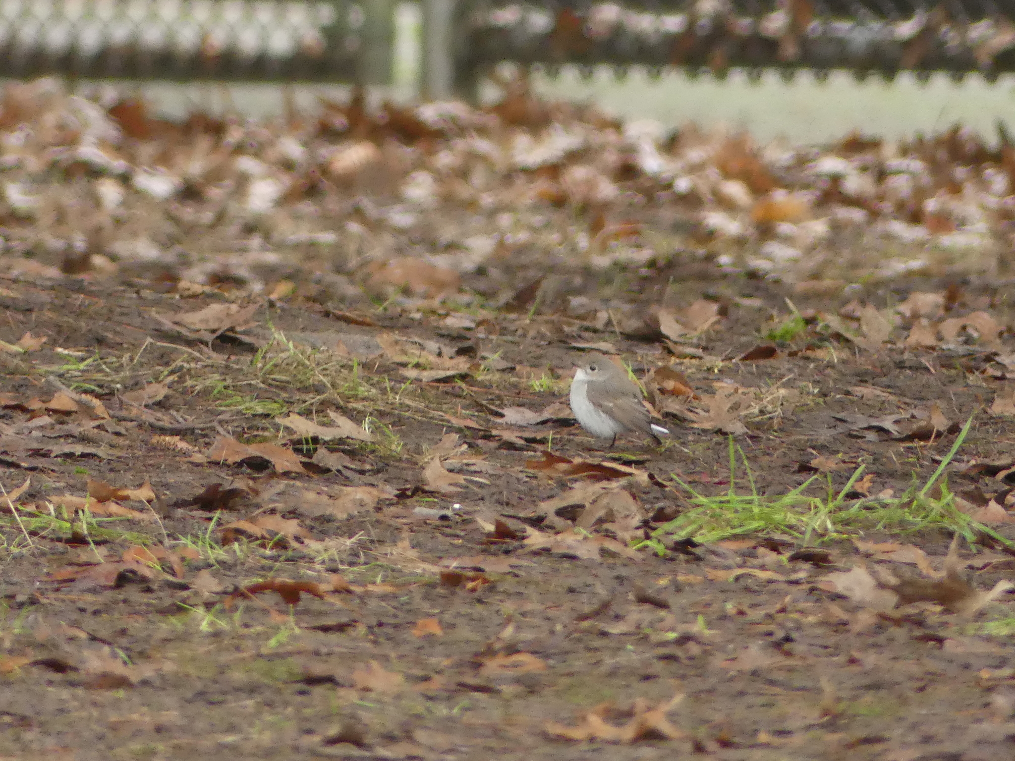 Taiga Flycatcher (Ficedula albicilla), photo 3