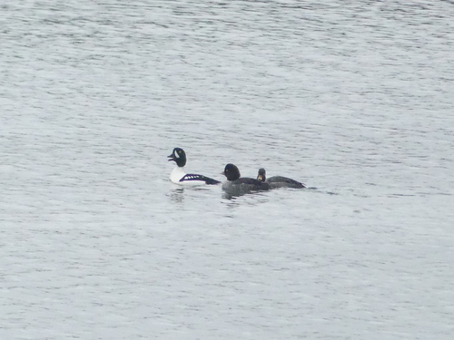 Barrow's Goldeneye (Bucephala islandica), photo 5