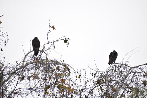iNaturalist observation photo of Turkey Vulture